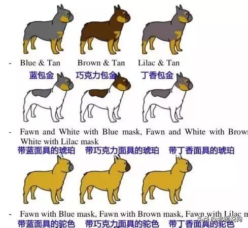 蓝法斗长大后毛色变化,国际认可纯种法斗毛色