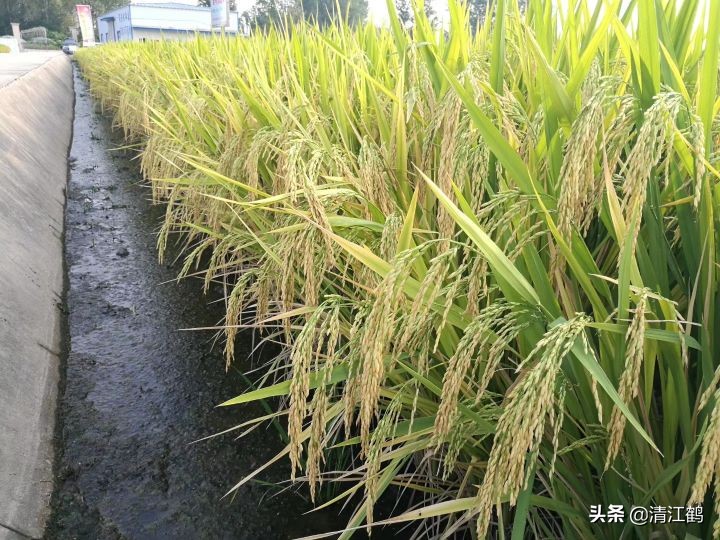 水稻立枯病和青枯病的区别是什么,水稻立枯病和青枯病用什么药防治