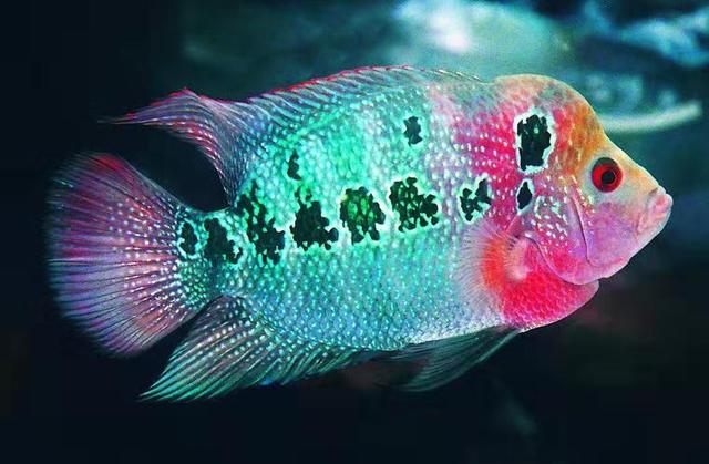观赏鱼体色发生变化未必都是病，但绝对是心情不爽或者其他原因
