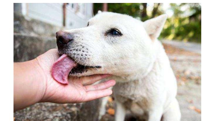 狗狗总是舔自己的小揪揪是为什么,狗狗总是爱舔人