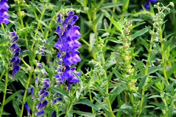 哪里有黄芩种植基地,甘肃黄芩种植基地