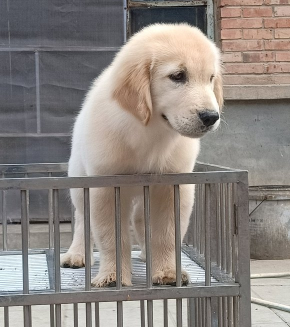 在家洗金毛,在家金毛狗洗澡