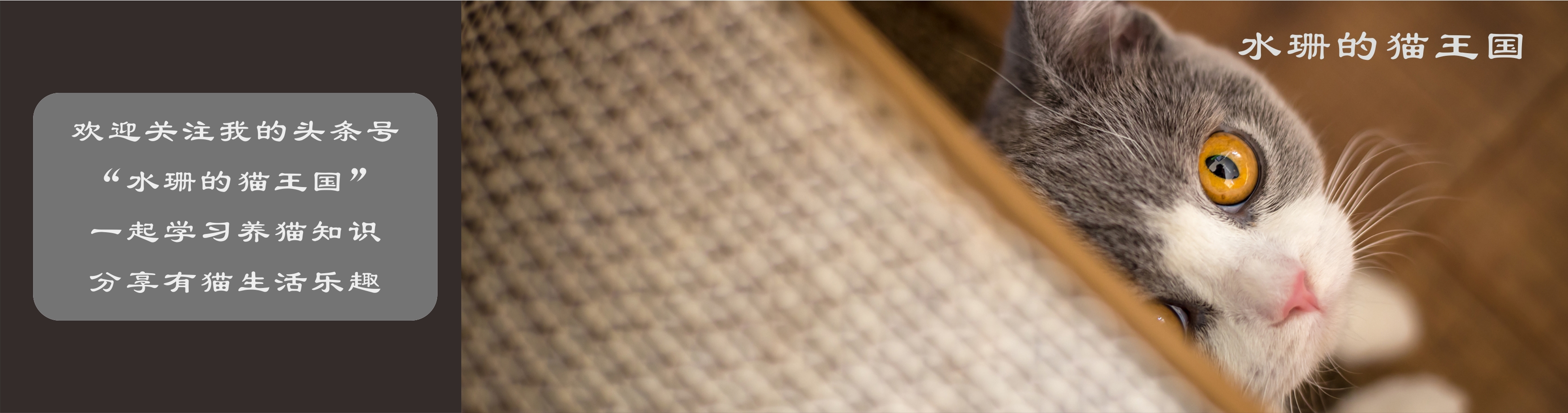 猫病简介,猫疾病百科全书