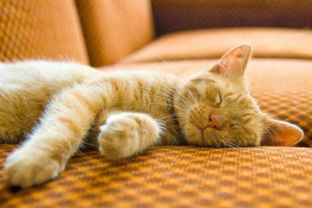 疫情期间不出门，5招教你搞定猫咪小问题