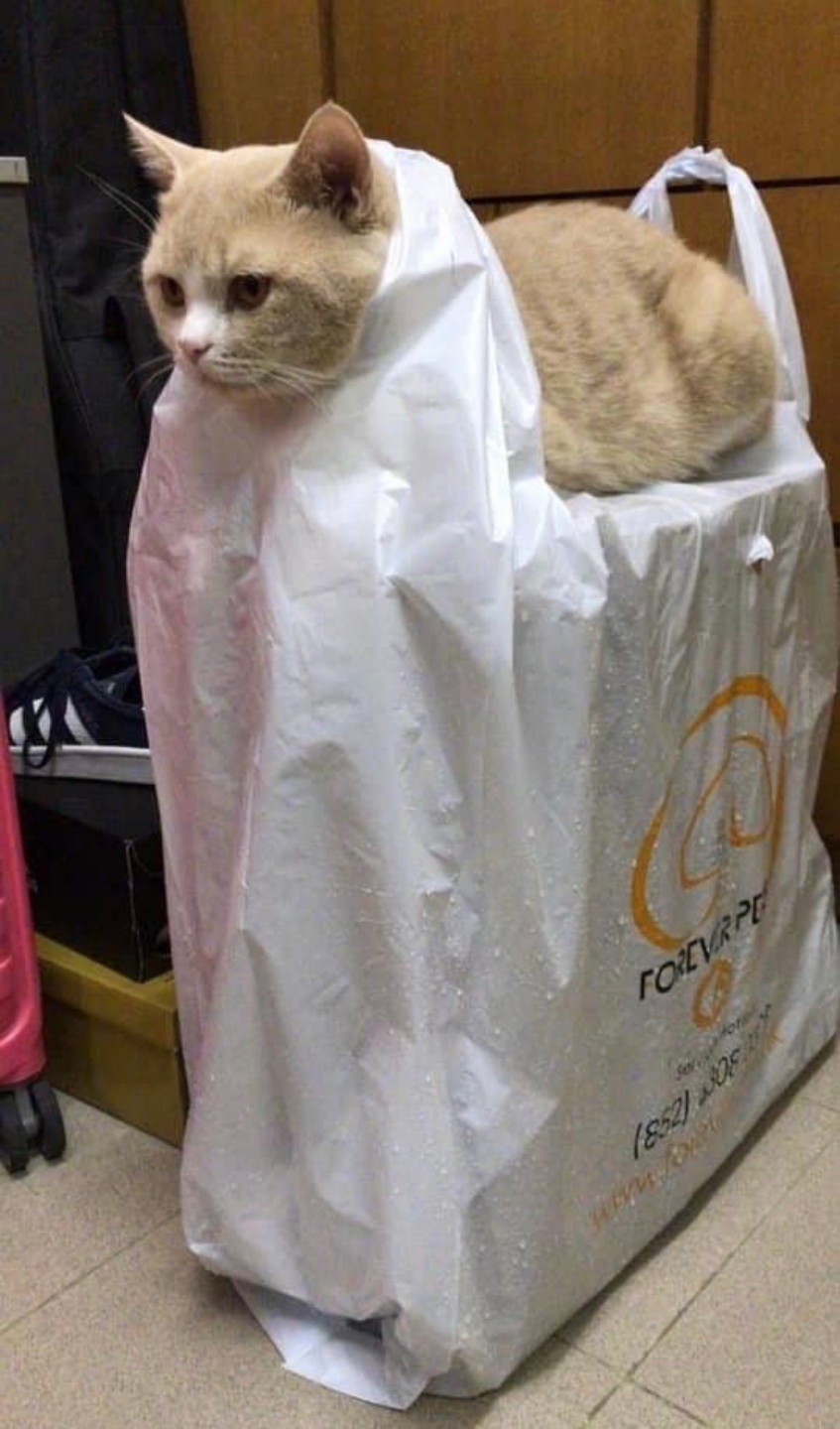 今日萌图,仓鼠身上长了疑似肿瘤的东西