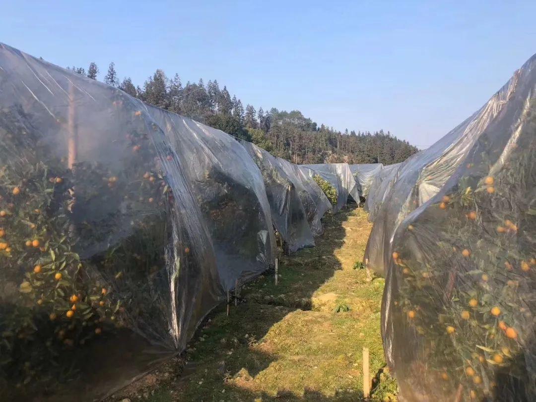 冰糖心金桔独立包装,冰糖心苹果顺丰包邮