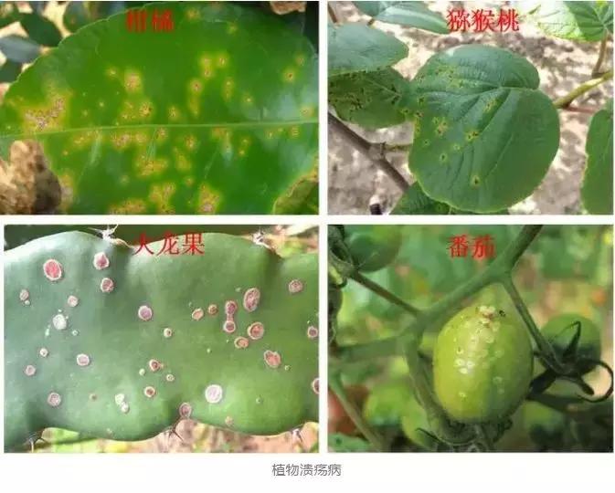 细菌病害最好的药,预防细菌病害用什么药