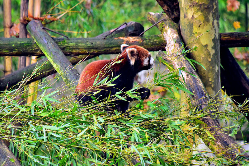 置身于童话中的九寨沟,畅游人间仙境黄龙九寨沟七日游
