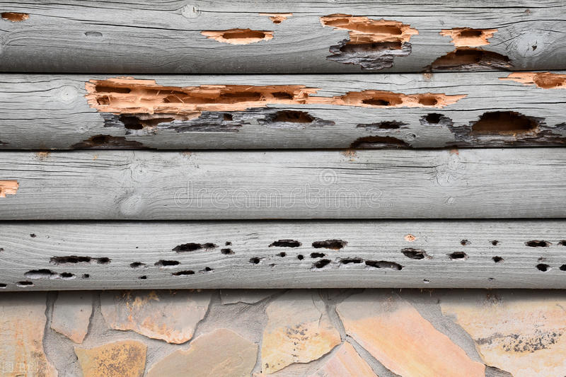 白蚁在房子里有什么讲究,农村家里有白蚁怎么办如何去除