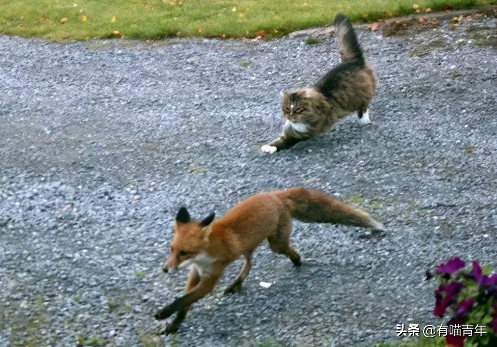 千万别惹俄罗斯猫，真实吓尿了