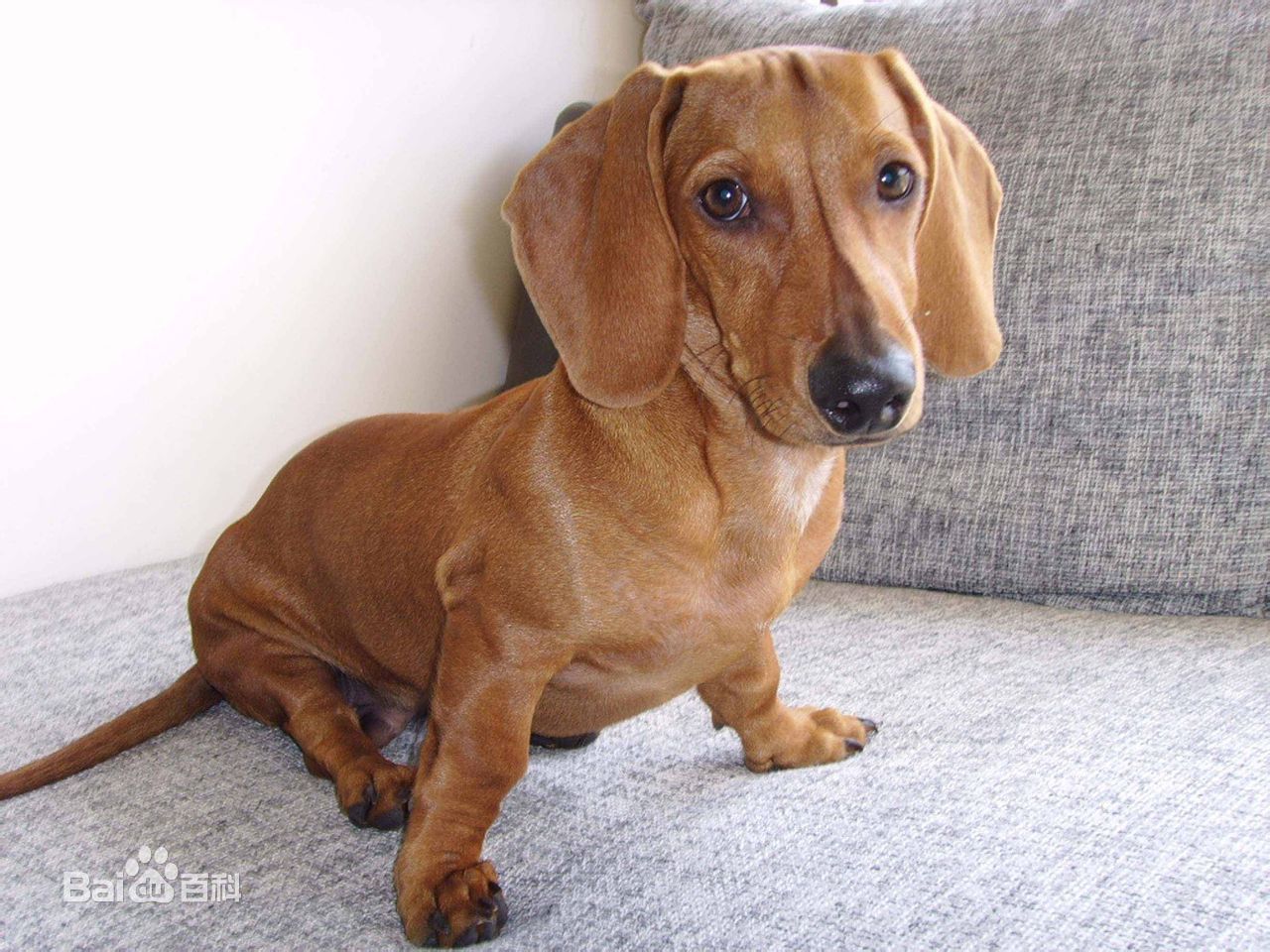 不掉毛无体味性格温顺的小型犬,宠物狗大全表