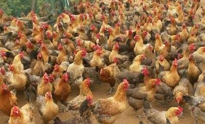 养鸡场鸡瘟用什么中草药好视频,怎样用中药预防鸡瘟