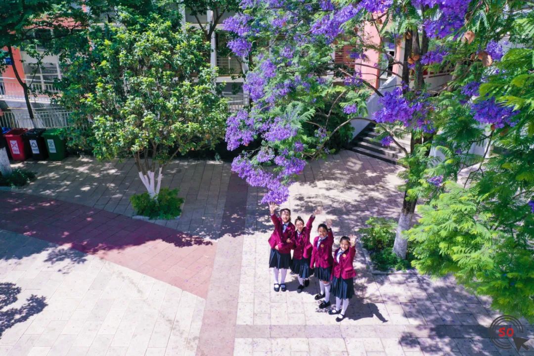 校园|遇见.初夏属于十中的紫色烂漫