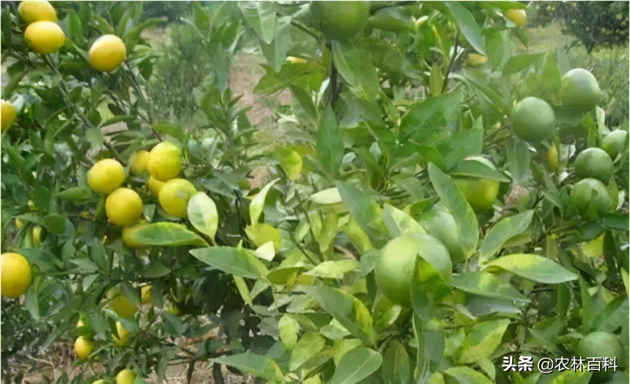 科学选苗，健康管理能解决砂糖橘黄化病大难题