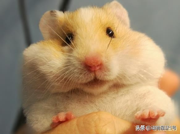 小老鼠也能成为宠物,小老鼠可以养吗