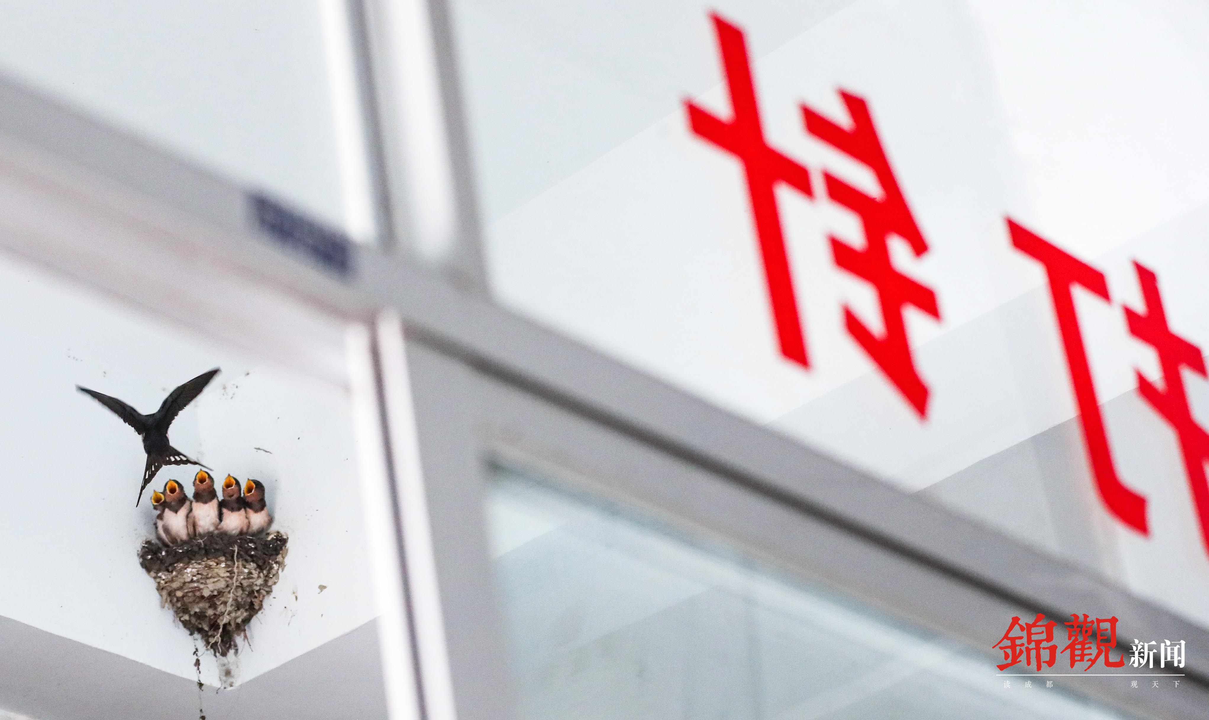 竹林里的燕子,树林中的燕子