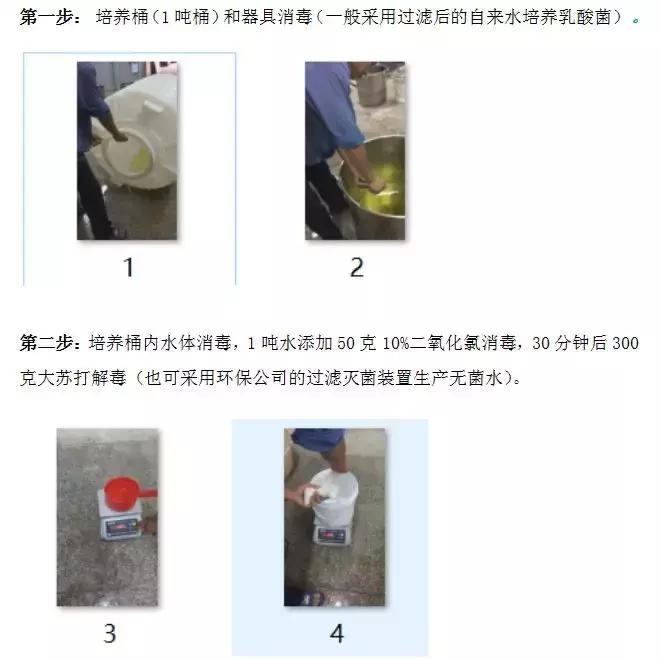 怎么培育乳酸菌菌种,复合乳酸菌种的发酵方法