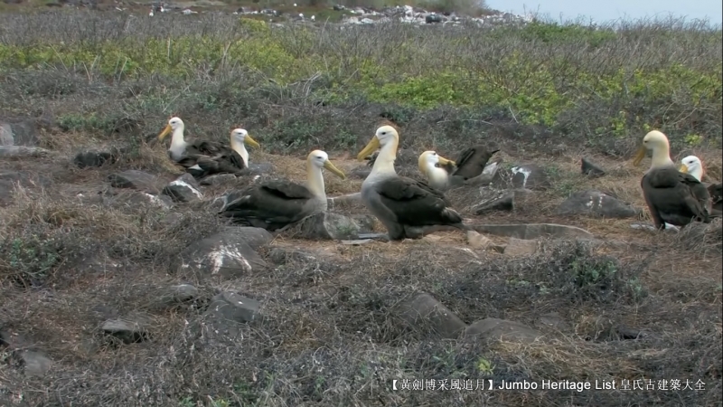 世界上最长寿的象龟多少岁,迄今发现最长寿的龟
