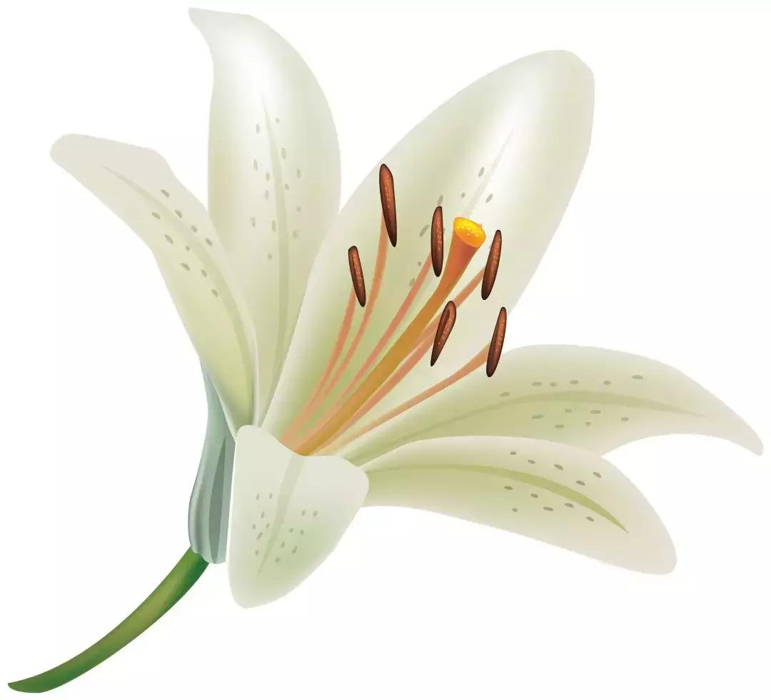 种草芦丹氏香水,铁百合芦丹氏