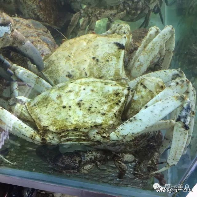 这些诱人的美食你吃过吗,世界上顶级海鲜大全你吃过几种