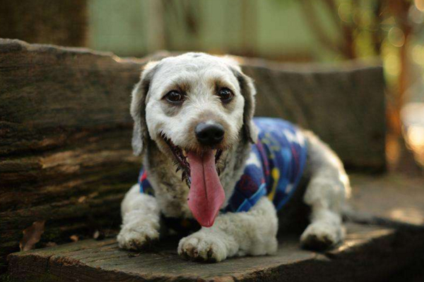 每天都被狗叫吵醒,经常半夜被邻居家的狗叫吵醒