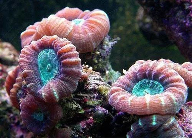 珊瑚缸正确养殖方法,珊瑚缸要怎么维持好水质