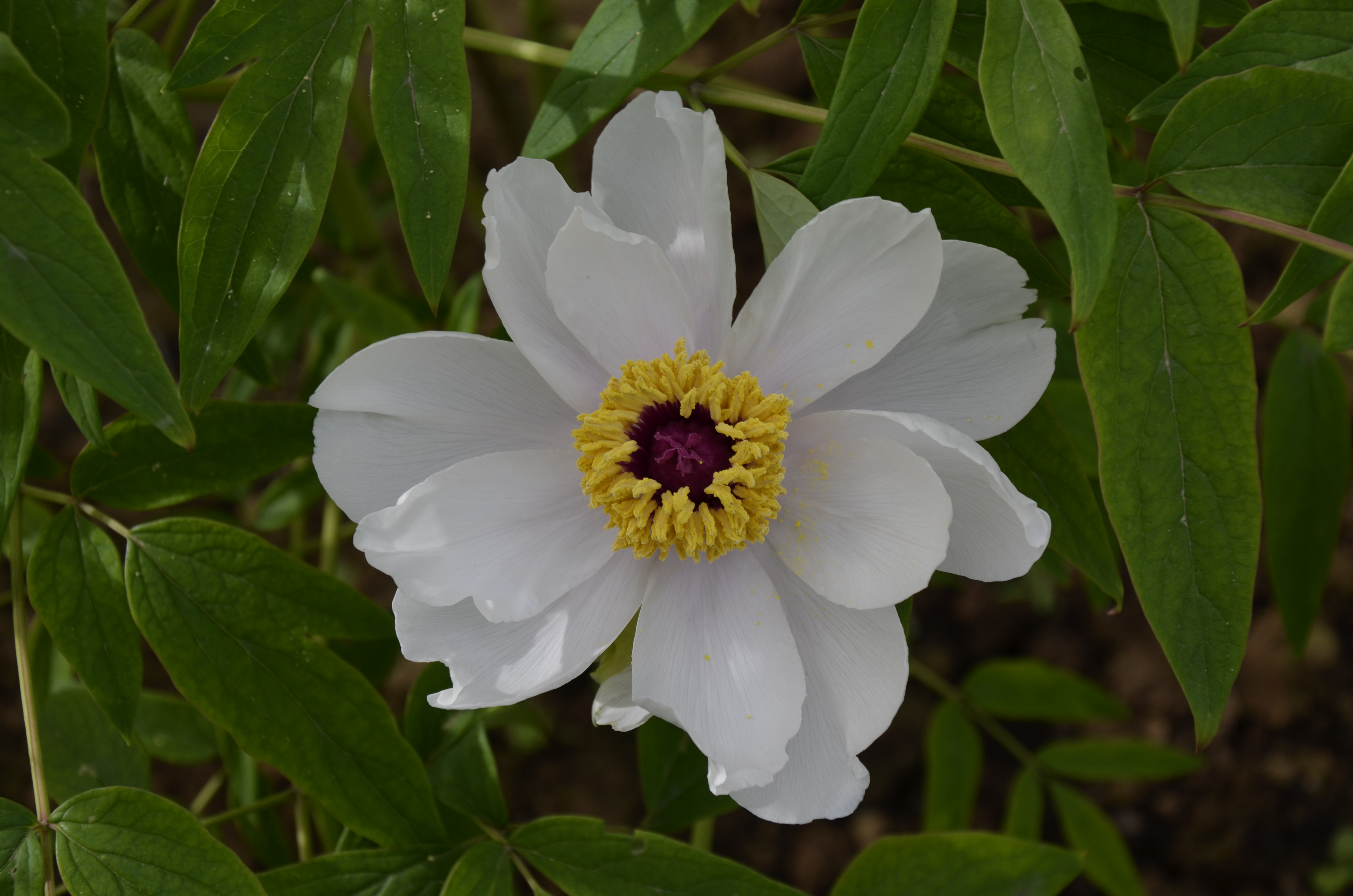 牡丹，熟悉而陌生——“花王”的前世今生，带你重新认识牡丹
