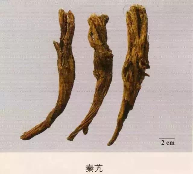 中药材图片大全大图带药名,200多味中药材图谱带图