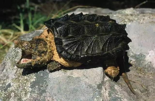 可以看陆龟的动物园,鳄龟可以看手机吗