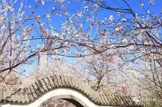 天津赏花好玩的公园,天津东丽湖哪里可以赏花