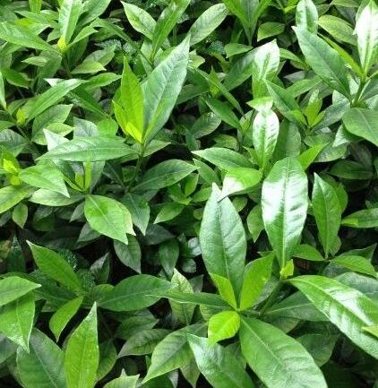 栀子花出现黄叶怎么办,栀子花黄叶怎么办小视频