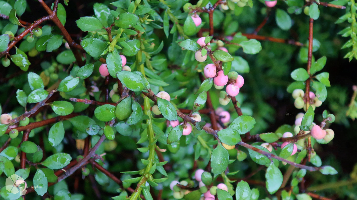 新西兰南岛一日游,新西兰南岛旅游地图