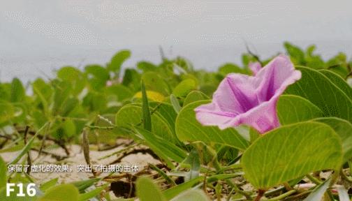 用相机如何拍摄过渡虚化的效果,想拍出高质量的短视频
