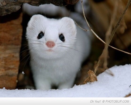 一年捕鼠3500只完整视频,一年灭鼠35万只老鼠