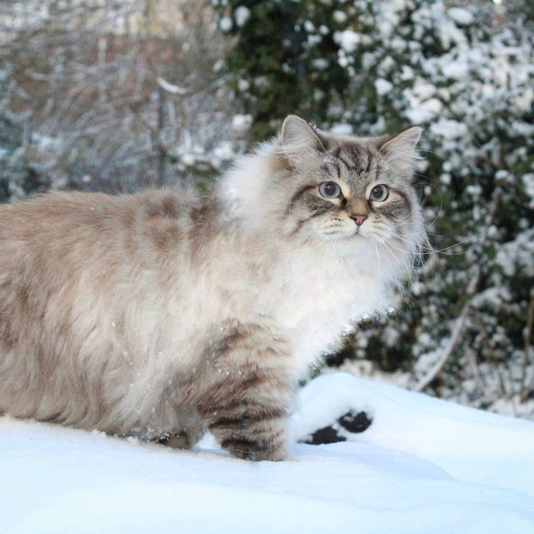 猫咪支气管炎药物用量,支气管炎的症状和表现猫咪