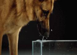 柯基狗狗挑食不吃狗粮吃益生菌,狗狗挑食宁愿吐酸水也不吃狗粮