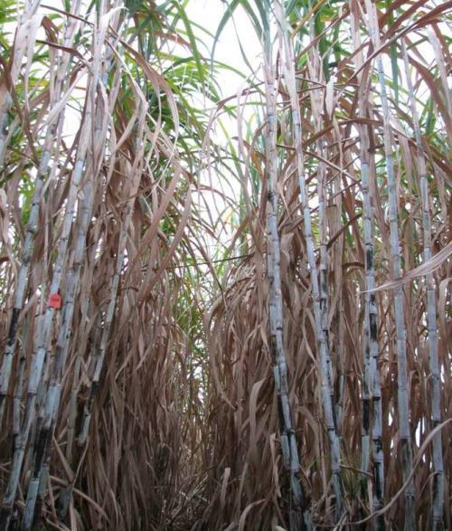 甘蔗怎么种植才高产,甘蔗如何种植才能有高产量