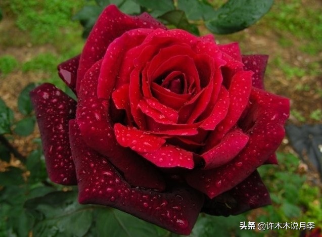 世上有黑色的花吗,世上有黑玫瑰吗