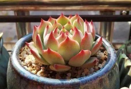 没有服盆的多肉严重缺水怎么补救,多肉吉娃娃叶片总是软软的不服盆