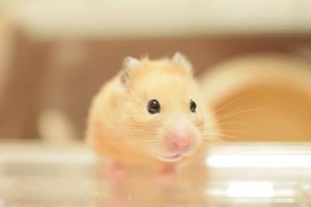 仓鼠不爱吃鼠粮，却特爱吃自己的粑粑，这又是怎么回事呢？