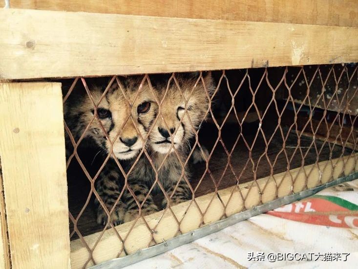 猎豹走向灭绝的边缘,猎豹快要灭绝了吗