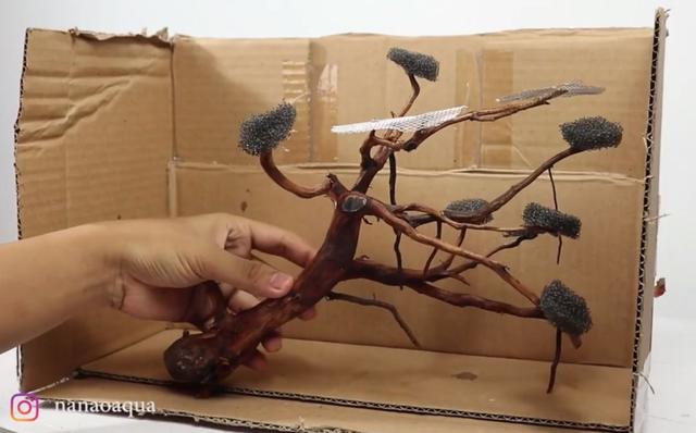 莫斯树到底好不好,莫斯树是什么