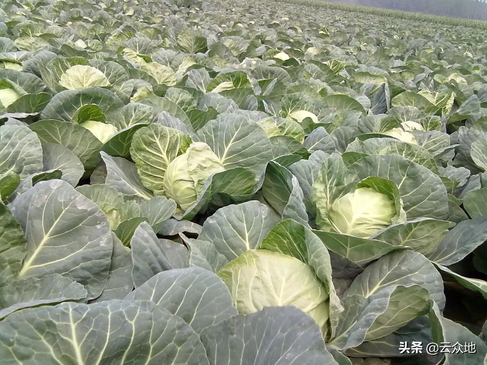 为什么球茎甘蓝会裂开,甘蓝叶球开裂是什么原因造成的