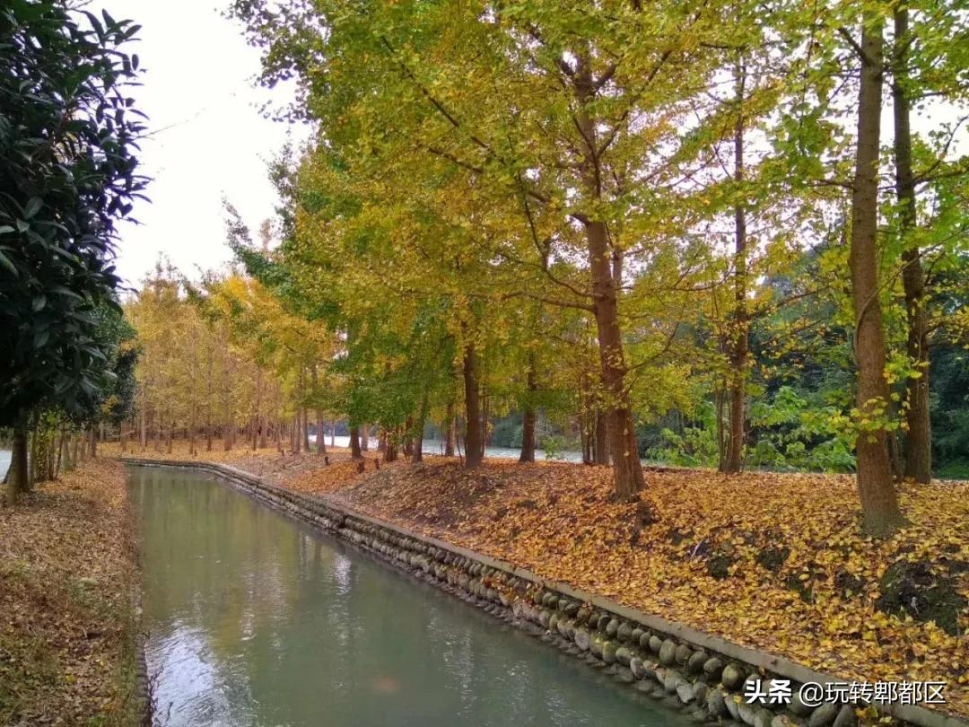 郫都区十大银杏打卡地,郫都区看银杏最好的地方