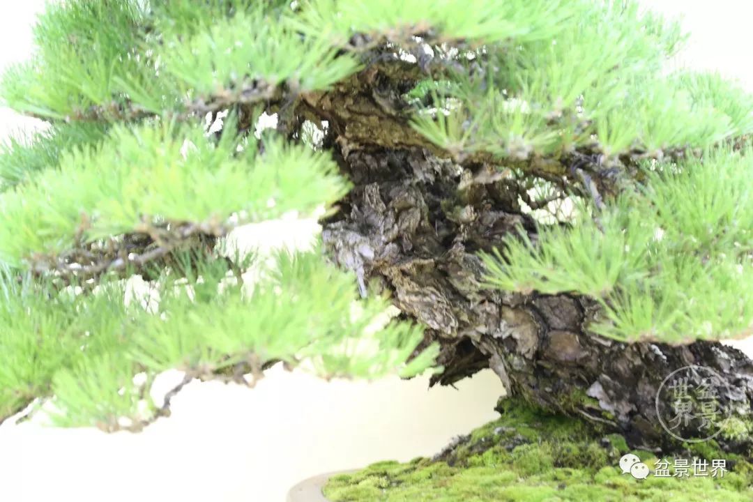 精品黑松盆景欣赏,富贵大气的盆景有哪些