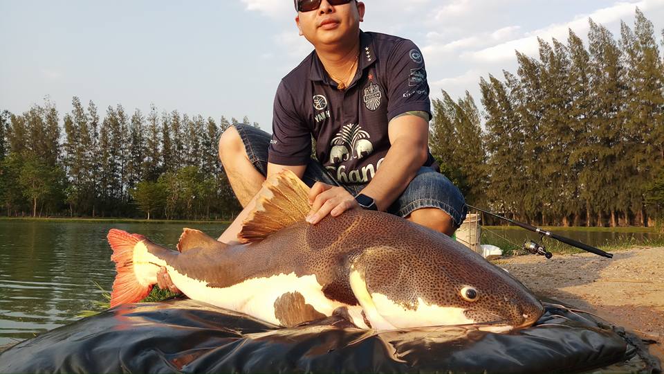 红尾鲶厉害吗,李大毛钓红尾鲶