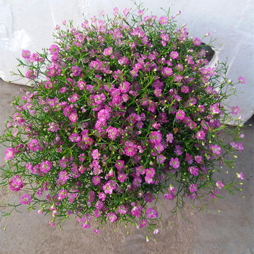 满天星残暴,满天星的养护方法简写