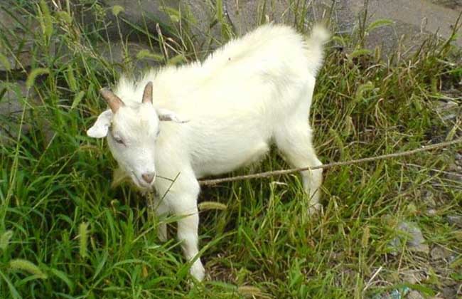 羊患布氏杆菌病症状和治疗,羊布鲁氏杆菌病原因及防治措施