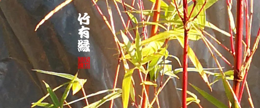 观赏竹怎么养护种植,养竹用什么营养液