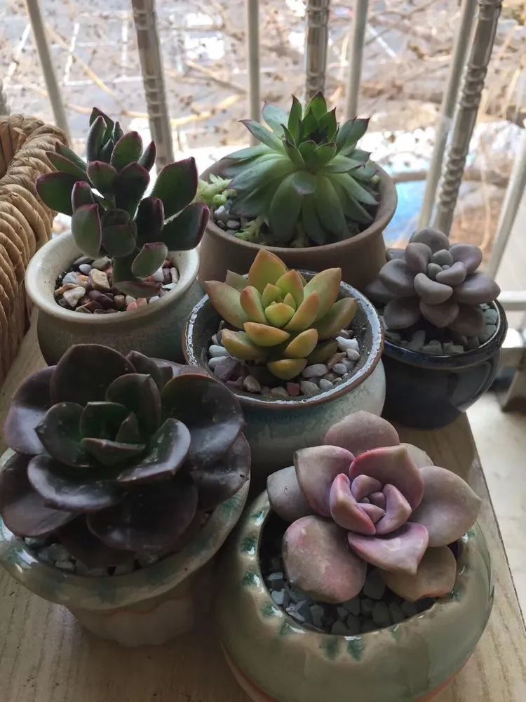 一见倾心二见,一见倾心二见倾城三见定终身